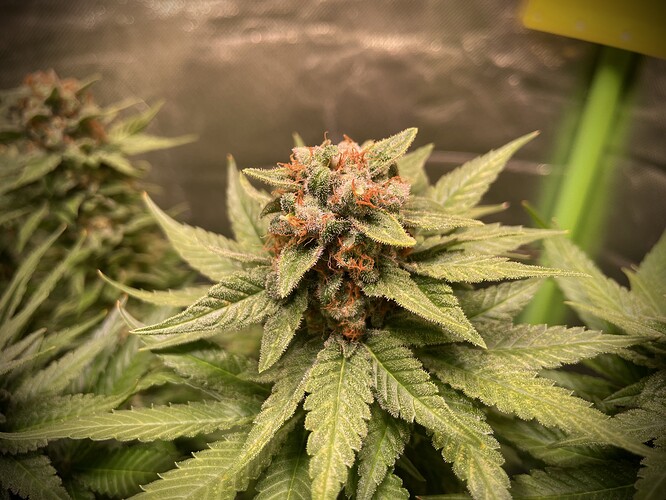 Growreport Bild 10