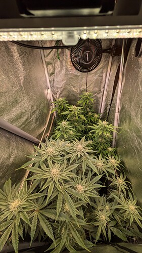 Growreport Bild 1