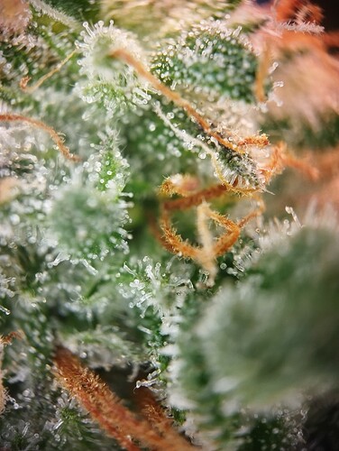 IMG_20250306_203901 - Kopie