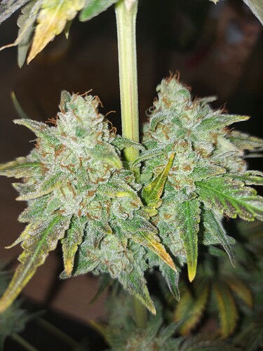 Growreport Bild 11