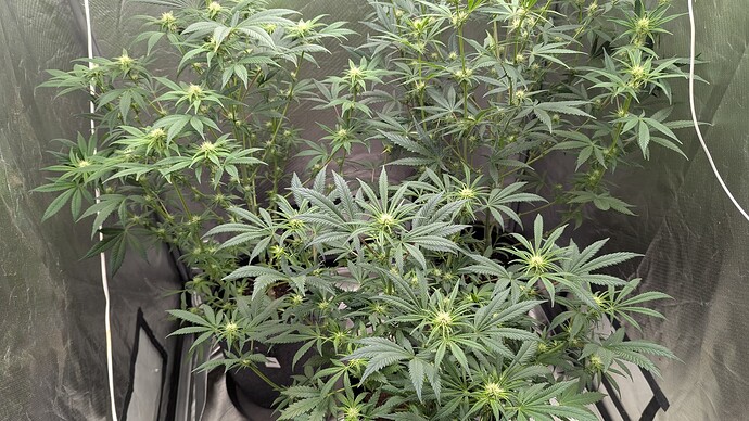 Growreport Bild 3