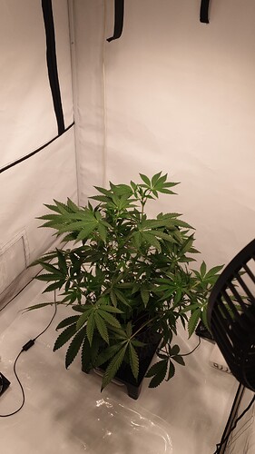 Growreport Bild 1