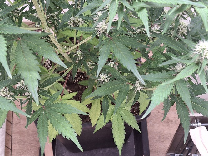 Growreport Bild 131