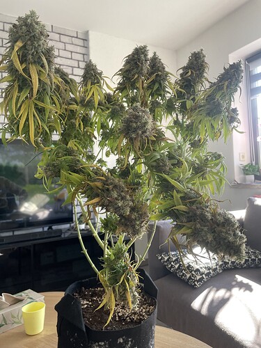 Growreport Bild 6