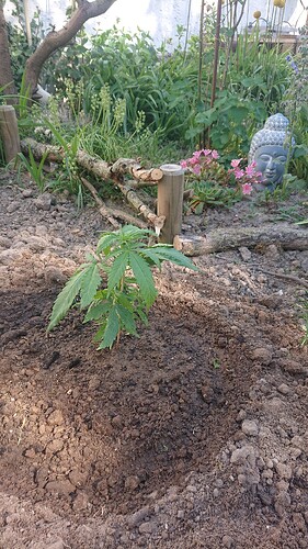 Growreport Bild 35