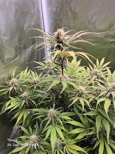 Growreport Bild 7