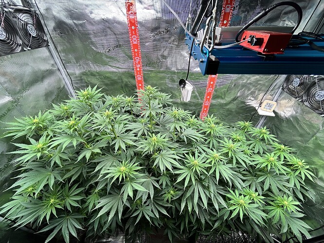 Eine Cannabis-Pflanze in einem Growzelt während der frühen Blütephase, beleuchtet durch eine LED-Lampe.