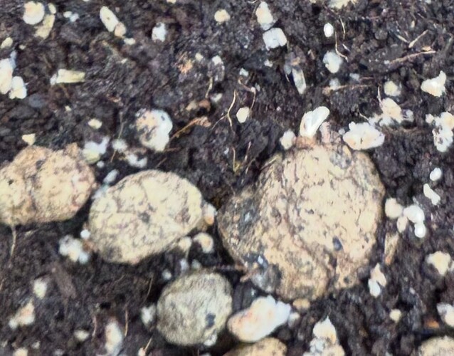 Growreport Bild 105