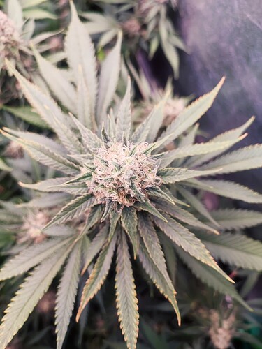 Growreport Bild 23