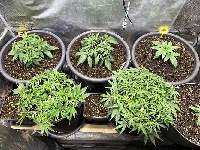 Growreport Bild 85