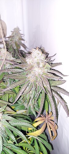 Growreport Bild 5