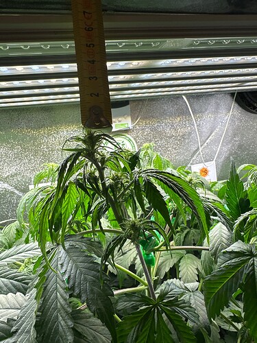 Growreport Bild 7