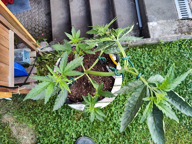 Growreport Bild 7