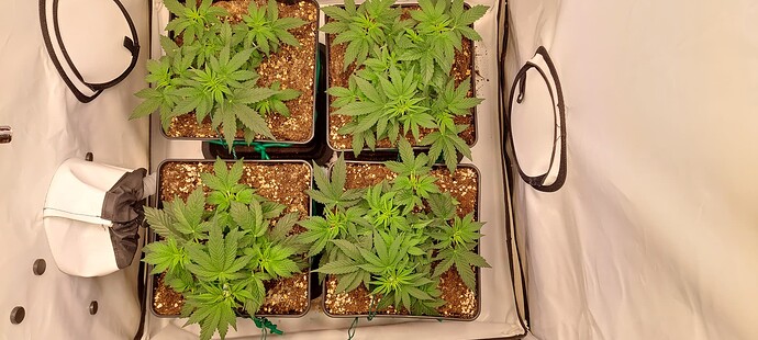 Growreport Bild 6