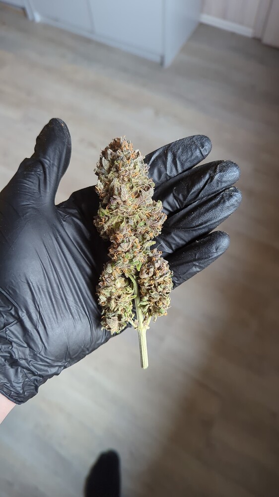 Fazit zur Ernte | Blueberry Pancakes Humboldt Seed Company