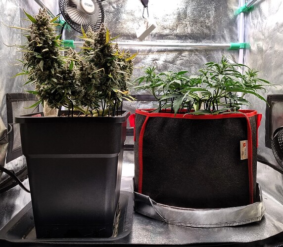 Growreport Bild 28
