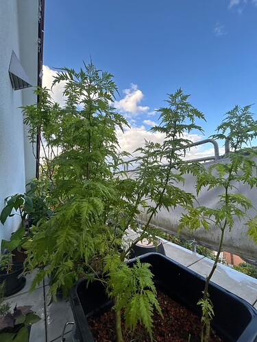 Growreport Bild 22