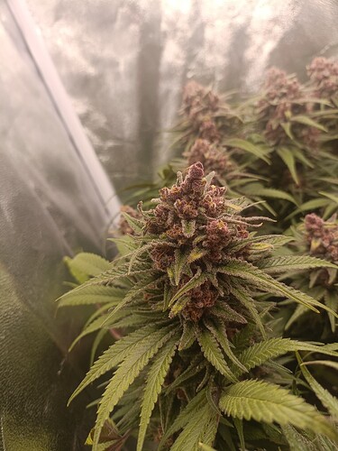 Growreport Bild 15