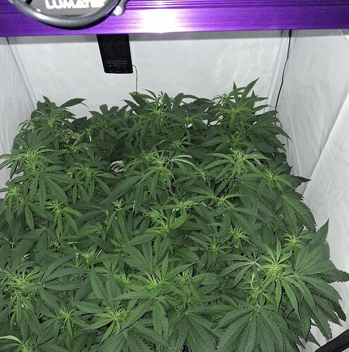 Growreport Bild 17