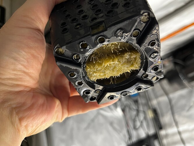 Early_Thai_Skunk_Wurzeln_VT1