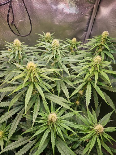 Growreport Bild 12