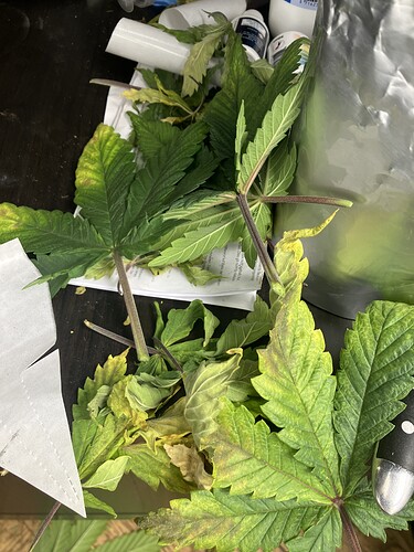 Growreport Bild 2