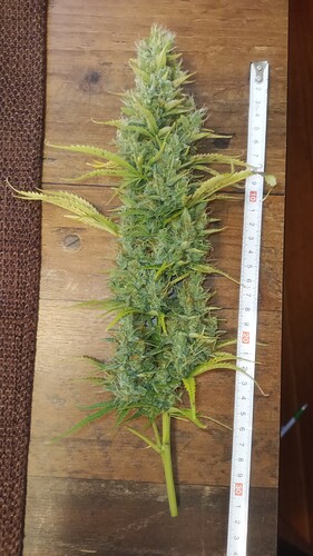 Growreport Bild 6