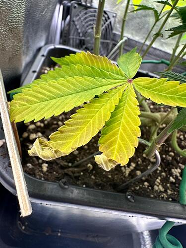 Growreport Bild 25