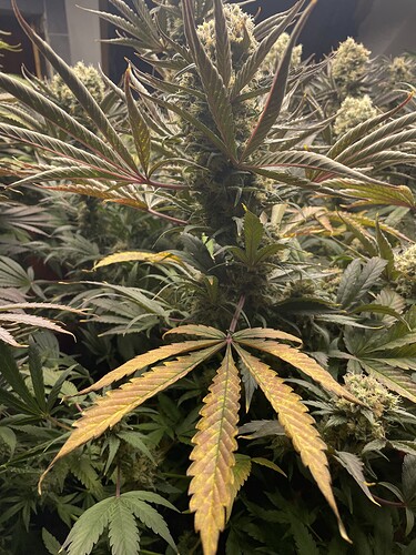 Growreport Bild 8