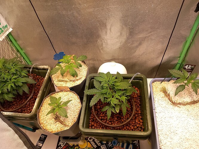 Growreport Bild 19