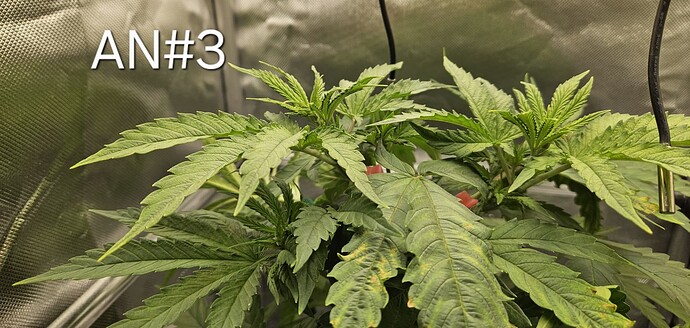 Growreport Bild 4