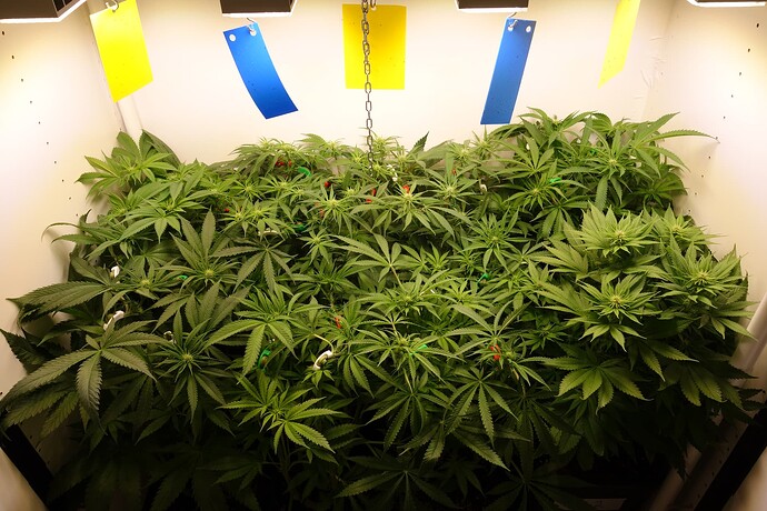 Growreport Bild 6