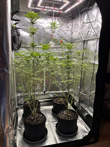 Growreport Bild 2