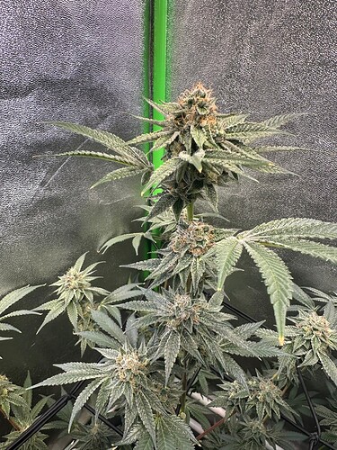 Growreport Bild 3