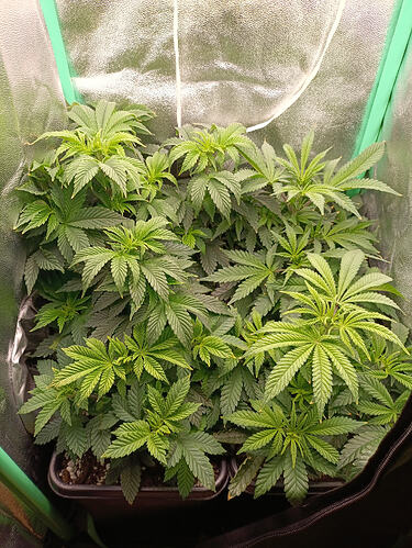 Growreport Bild 2