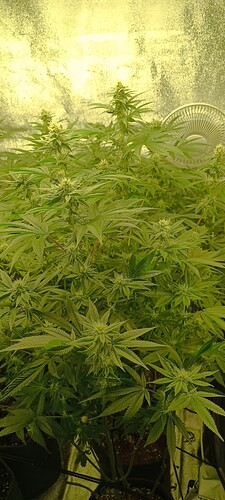 Growreport Bild 6