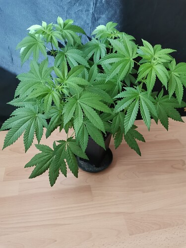 Growreport Bild 16