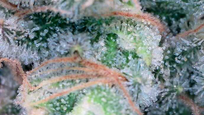 Growreport Bild 20