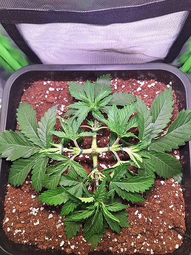 Growreport Bild 10