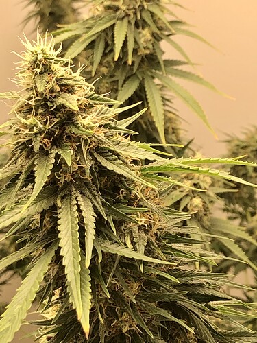 Growreport Bild 1