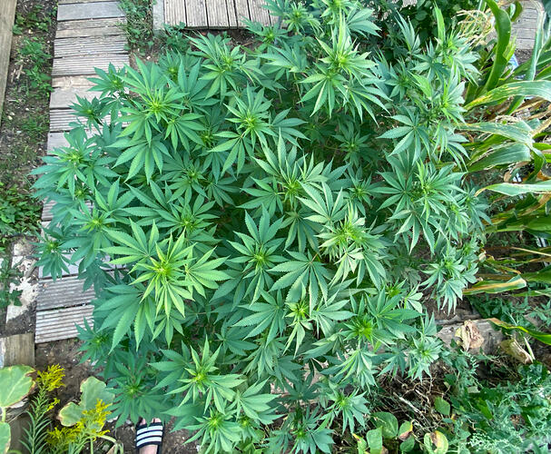 Lemon Haze Busch 2026