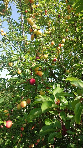 Growreport Bild 92