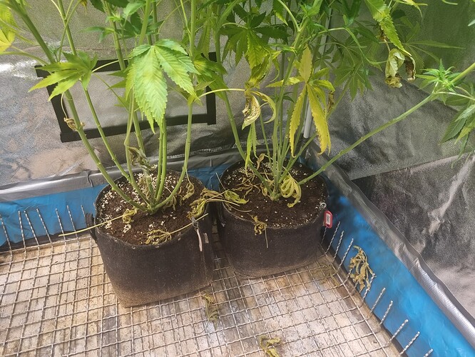 Zwei Cannabis-Pflanzen in Vlies-Töpfen, die Anzeichen von Nährstoffmangel oder Überwässerung zeigen, mit gelben und vertrockneten Blättern.