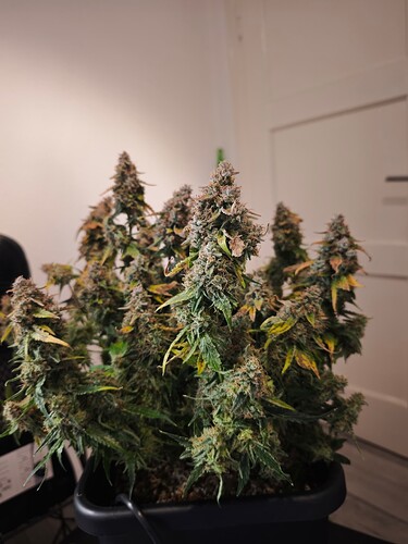 MVIMG_20251204_200209