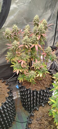 IMG_20251227_210750498_HDR