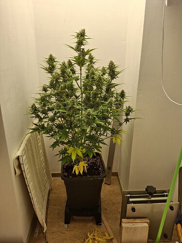 Growreport Bild 173