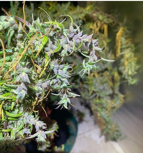 Kerala-Idukki-indoors-15-weeks-2-768x824