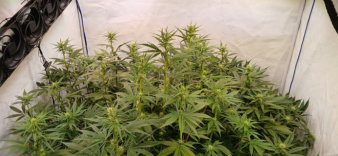 Ebbe Flut System Ec Monstergrow