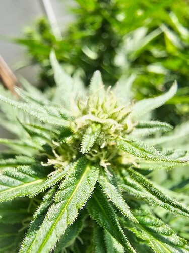 Growreport Bild 3