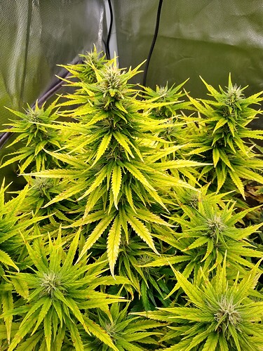 IMG_20240606_105721673_HDR